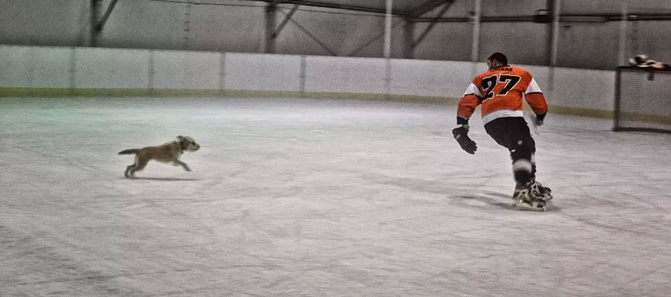 ice hockey dog warriors